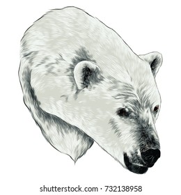 polar bear sketch head vector graphics color picture