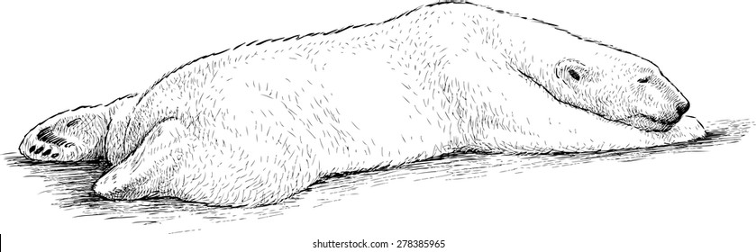 polar bear sleeping