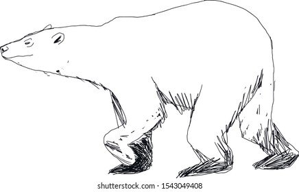 Polar bear with stained paws