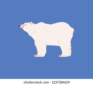 Stehender Eisbär, Cartoon-FlachVektorgrafik einzeln auf blauem Hintergrund. Wildtier der Arktis. Kute Eisbärenzeichnung, Kinderfigur.