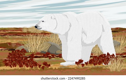 A polar bear in the summer Arctic. Wild animals of the arctic tundra. Realistic vector landscape