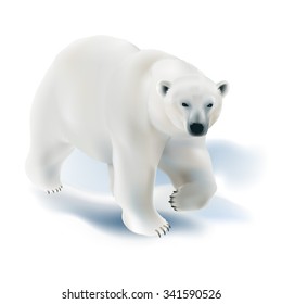 ホッキョクグマ ユルサス マリティムス 白い背景に氷の上を歩く白い熊の手描きのベクトルイラスト のベクター画像素材 ロイヤリティフリー