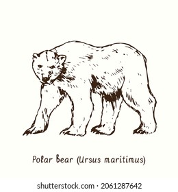 Polar bear (Ursus maritimus) standing side view. Ink black and white doodle drawing.