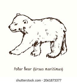 Polar bear (Ursus maritimus) standing side view. Ink doodle drawing 