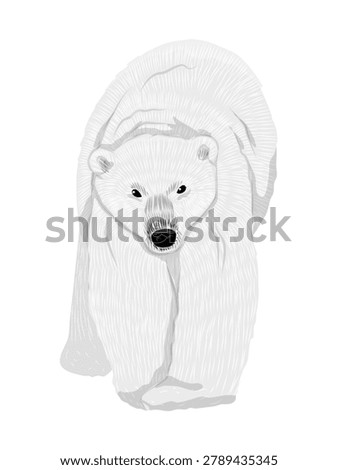 Polar bear Ursus maritimus vector illustration. White northern bear walking front view isolated on background