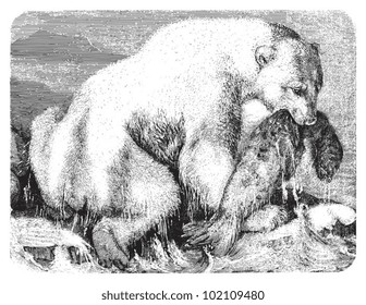 Polar bear (Ursus maritimus) / vintage illustration from Brockhaus Konversations-Lexikon 1908