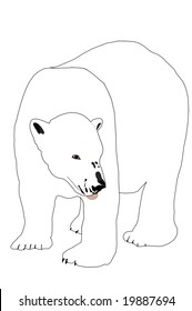 Polar Bear Vector