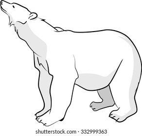 Polar Bear Vector