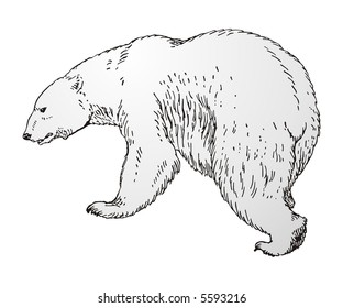 polar bear vector
