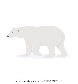 Polar bear vector design, image by foxnews.com