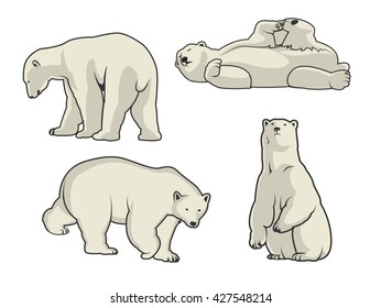 Polar bear vector illustration