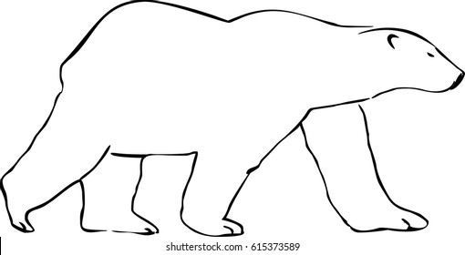 Polar bear, vector illustration