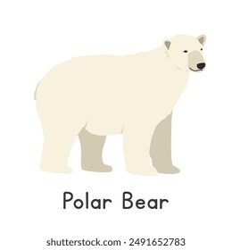 Ilustración vectorial de un oso polar personaje Clipart de dibujos animados, animal en estilo plano. Animales salvajes, criaturas salvajes, concepto de vida salvaje. Diseño de Vector de oso blanco aislado sobre fondo blanco