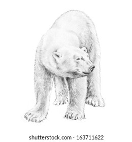 Polar Bear Vector Illustration Of A Fierce Arctic North Pole Animal In A Hand Sketched Drawing Isolated On A White Background.