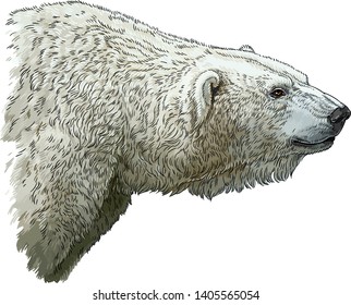 Polar bear vector illustration isolated on white.