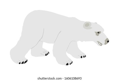 Polar bear vector isolated on white background. Ursus Maritimus. White bear from arctic. Northern animal.