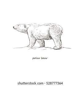 Polar bear. Vector sketch isolated on white background. The card with the inscription