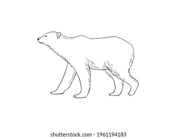 Polar bear walking vector sketch art. Realistic white bear linear illustration isolated on white background