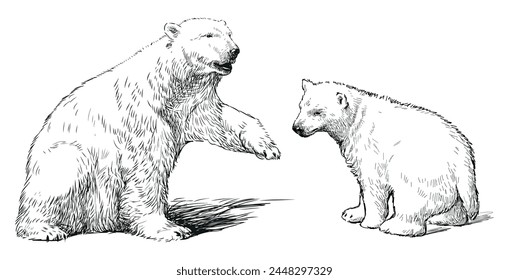 Polar bear; white bear;baby animal,sketch,realistic bear,mammal, contour drawing,vector,cub,mother,two animals,family,predator,sketch, isolated on white,wild animal,Arctic,North Pole,isolated on white