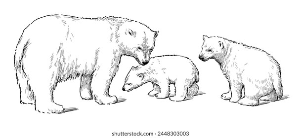 Polar bear; white bear;baby animal,sketch,realistic bear,mammal, contour drawing,vector,mother,cub,three animals,family,predator,sketch, isolated on white,wild animal,Arctic,North Pole