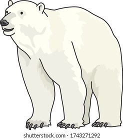 
A polar bear is a white bear that lives in the Arctic.