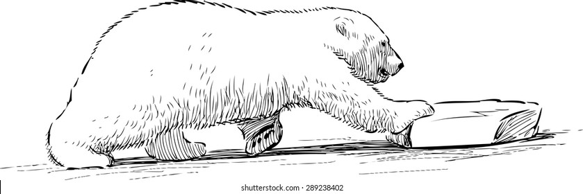 polar bear in a zoo