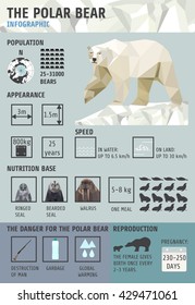 Polar bears Infographics. Flat design element. vector illustration.North Pole , fauna . Statistical information .