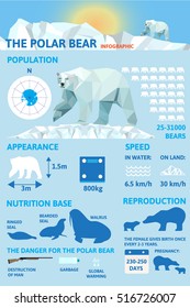 Polar bears Infographics. Flat design element. Vector illustration.North Pole,fauna. Statistical information .