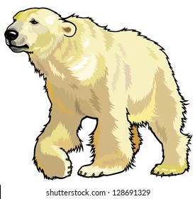 polar bear,ursus maritimus,wild animal of arctic,picture isolated on white background,vector illustration