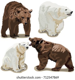 Polar and brown bears