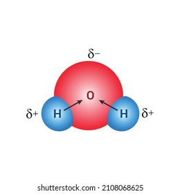 the polar covalent bonds of water molecules (H2O)