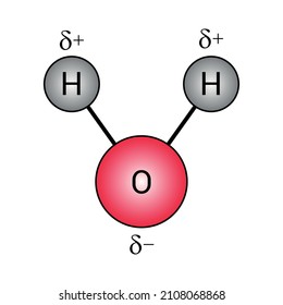 the polar covalent bonds of water molecules (H2O)