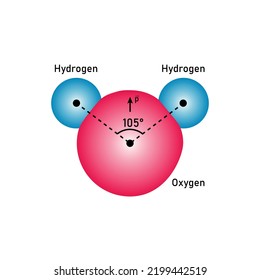 polar nuclei