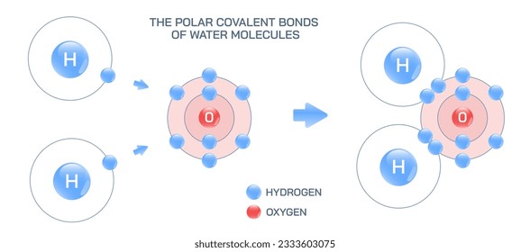 The polar covalent bonds of water. Weakly positive and negative planetary model of water molecule. Structural and molecular formula of water molecule vector illustration. Molecular structure of water.