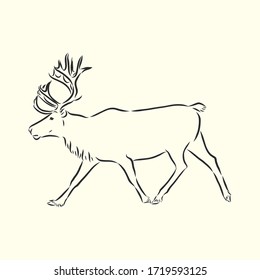 Polar deer. Vector hand drawn illustration with nordic animal isolated on white in sketch style. polar deer, vector sketch illustration