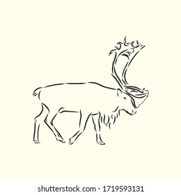 Polar deer. Vector hand drawn illustration with nordic animal isolated on white in sketch style. polar deer, vector sketch illustration