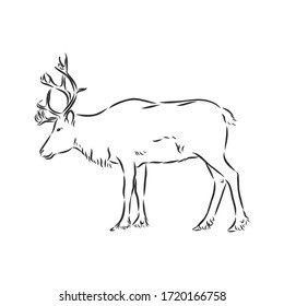 Polar deer. Vector hand drawn illustration with nordic animal isolated on white in sketch style. polar deer, vector sketch illustration