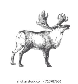 Polar deer. Vector hand drawn illustration with nordic animal isolated on white in sketch style.