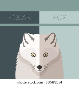 Polar Fox  flat postcard