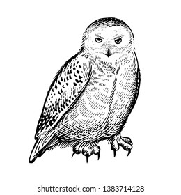 Polar owl. Realistic bird isolated on white background. Vector illustration. Predatory forest bird. Sketch hand drawing. Black and white. Vintage.