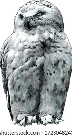 polar owl sitting with closed eyes, sketch vector graphics color illustration on a white background