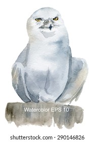 Polar owl. Vector watercolor illustration.