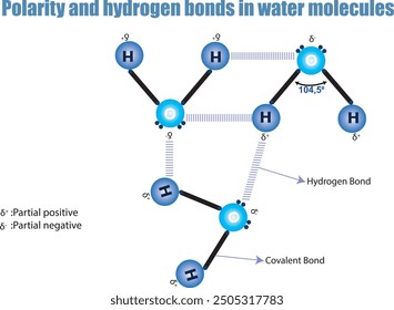 Polarity and hydrogen bonds among water molecules