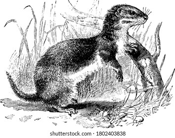 Polecat that is also known as chicken thief, are dark brown with copious fine pelage, mostly used in furriery and for making artists brushes, vintage line drawing or engraving illustration.