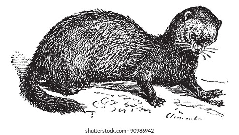 Polecat, vintage engraved illustration. Dictionary of words and things - Larive and Fleury - 1895.