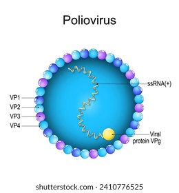 Poliovirus structure. Close-up of a Virion anatomy. magnified of virus that caused of polio, poliomyelitis. Vector diagram