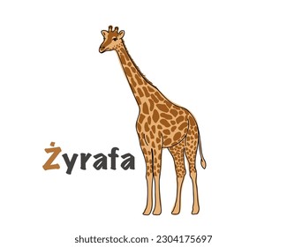 Polish alphabet with a picture of a giraffe. Translation from Polish: giraffe. vector cartoon hand drawn illustration