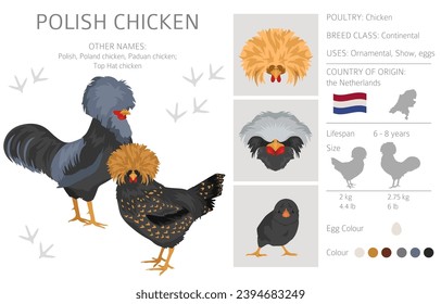 Polish Chicken breeds clipart. Poultry and farm animals. Different colors set.  Vector illustration