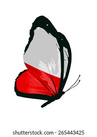 Polish flag butterfly - vector