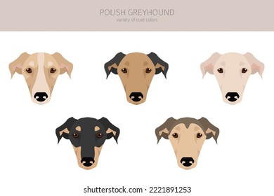 Polish Greyhound clipart. All coat colors set.  All dog breeds characteristics infographic. Vector illustration